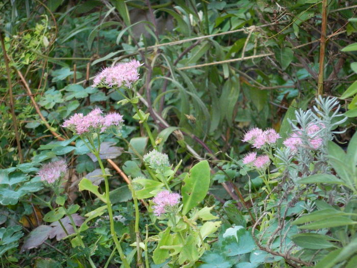DSCN9160 - SEPTEMBRIE_2_2014