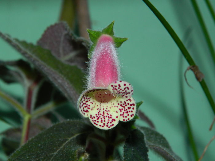 DSCN9170 - SEPTEMBRIE_2_2014