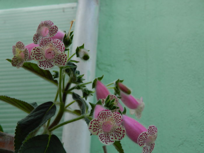 DSCN9172 - SEPTEMBRIE_2_2014