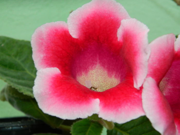 DSCN9180 - SEPTEMBRIE_2_2014