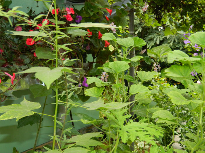 DSCN9182 - SEPTEMBRIE_2_2014