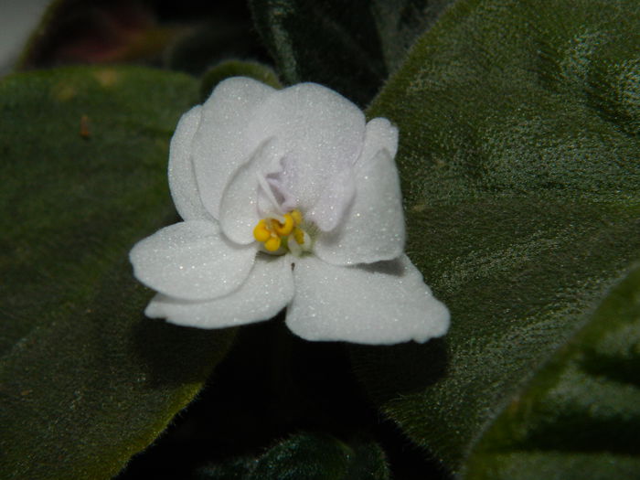 DSCN9186 - SEPTEMBRIE_2_2014