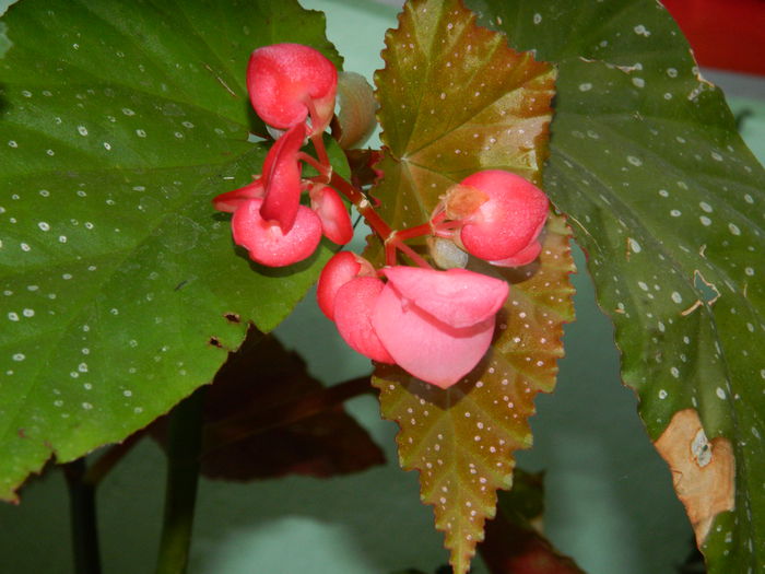 DSCN9191 - SEPTEMBRIE_2_2014