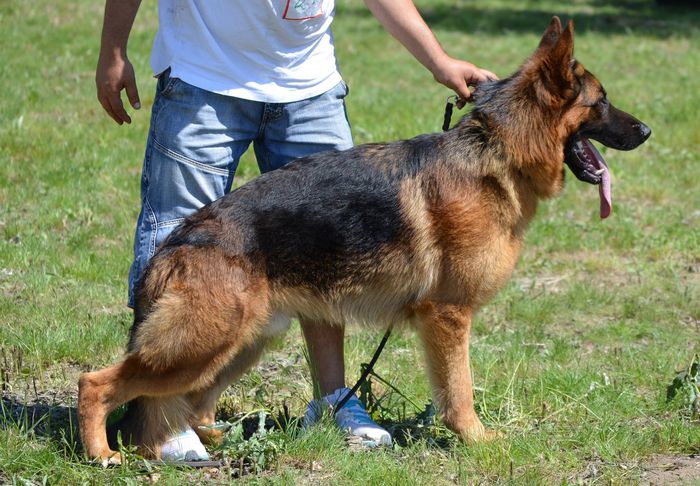 Layon del Frutteto - German Shepherd Dog