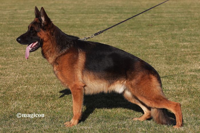 Father- Layon del Frutteto - German Shepherd Dog