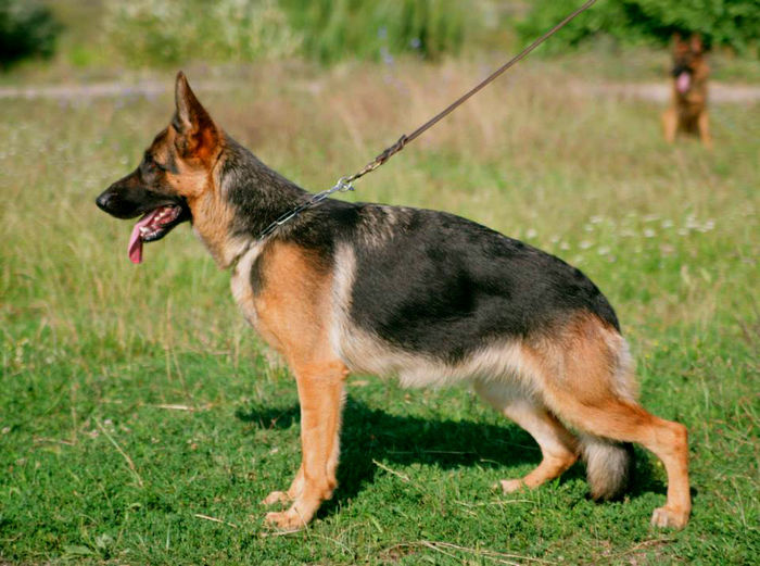 Meggi vom Damjan Hof - German Shepherd Dog