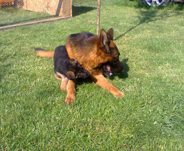 Argo & Layon del Frutteto - German Shepherd Dog