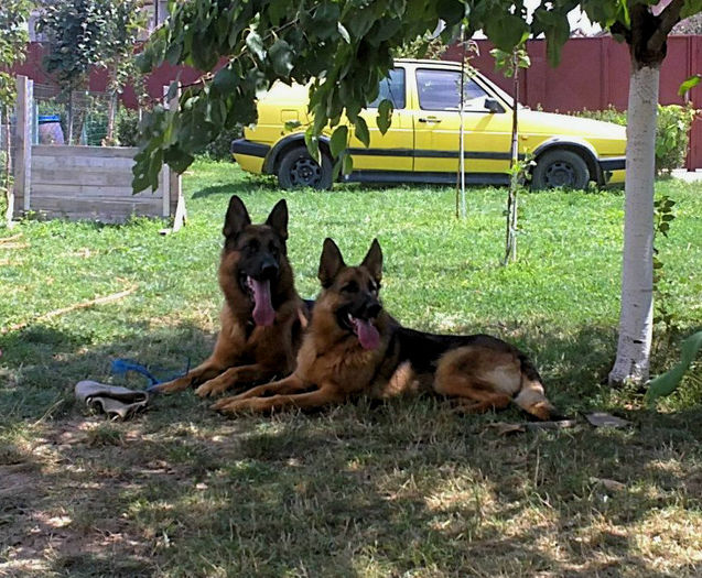 Layon & Meggi - German Shepherd Dog