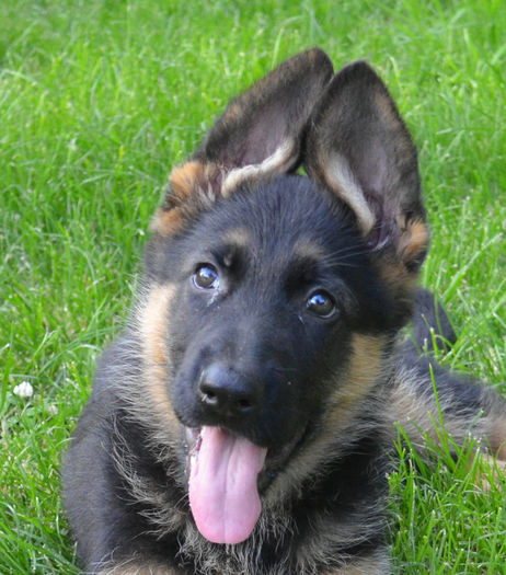 Argo - German Shepherd Dog