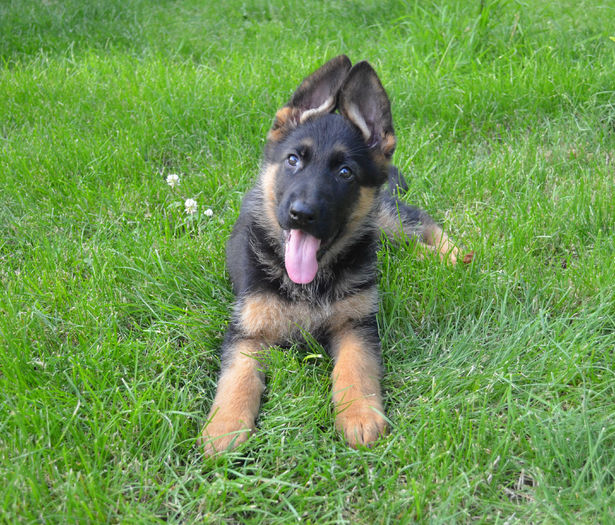 Argo - German Shepherd Dog