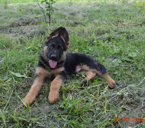 Argo - German Shepherd Dog