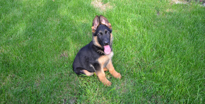 argo - German Shepherd Dog