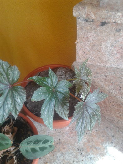 2014-09-17 11.37.01 - begonia rex