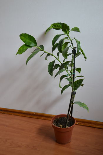 Multiflora, planta matura de aprox. 25 cm 40 lei+TP