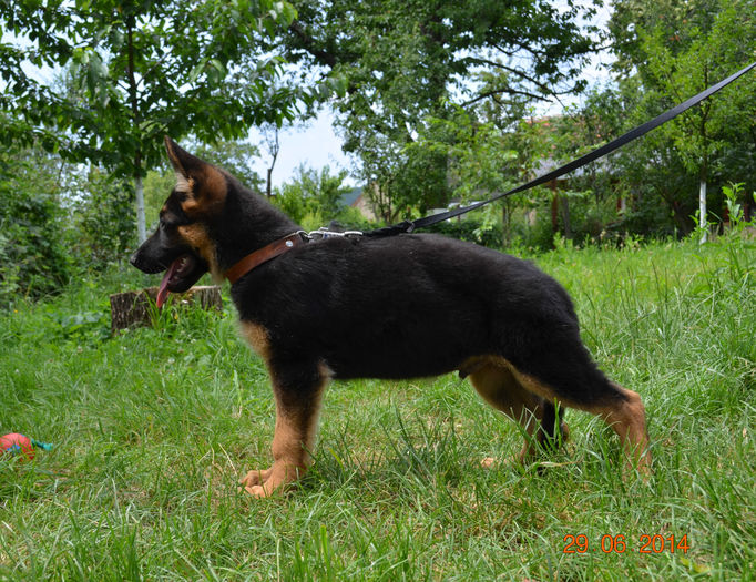 ARGO.,. - German Shepherd Dog