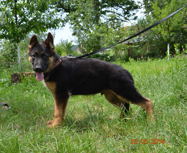argo - German Shepherd Dog