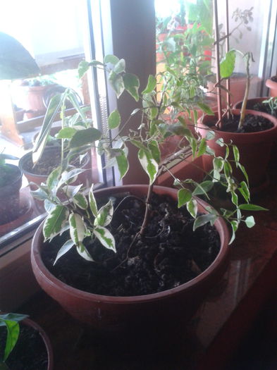 2014-09-17 11.41.36 - ficus variegat