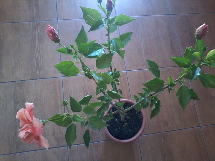 20140917_135024 - Hibiscus 2014-2015