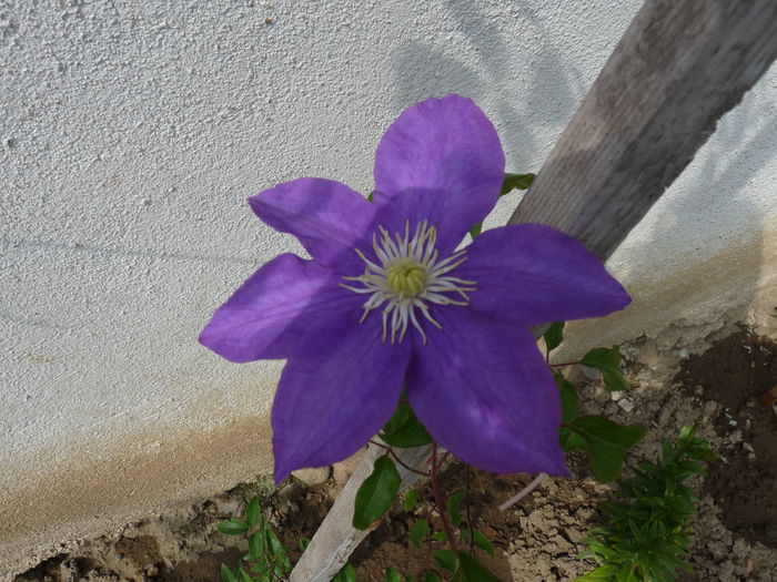 William kennett 17.09.2014 - Clematis