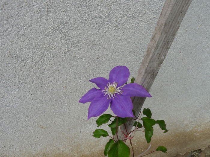 P1060332 - Clematis