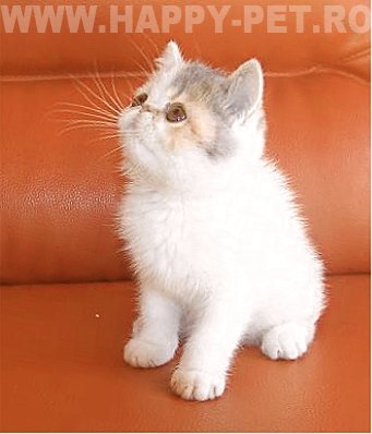 pic145507_pisica_Exotic_shorthair - poze pisici de rasa