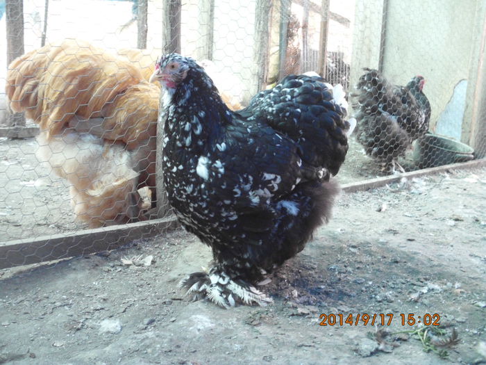 IMG_4055 - TINERET 2014   1