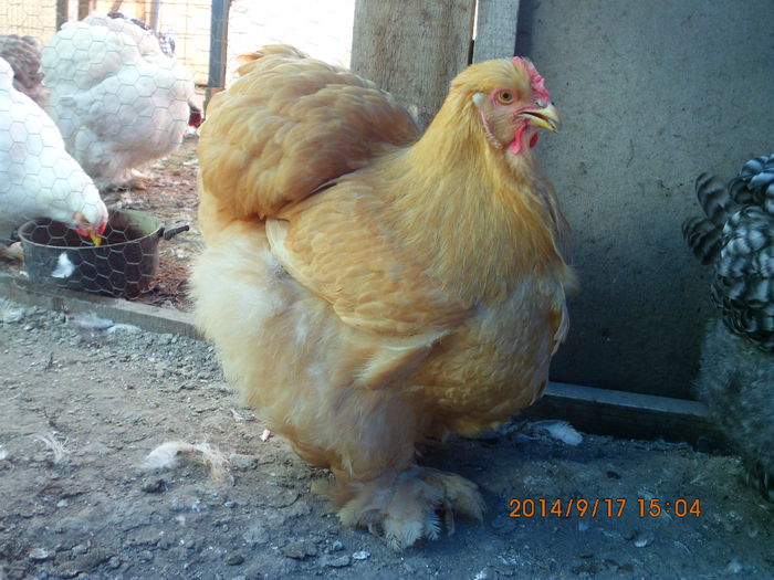 IMG_4072 - TINERET 2014   1