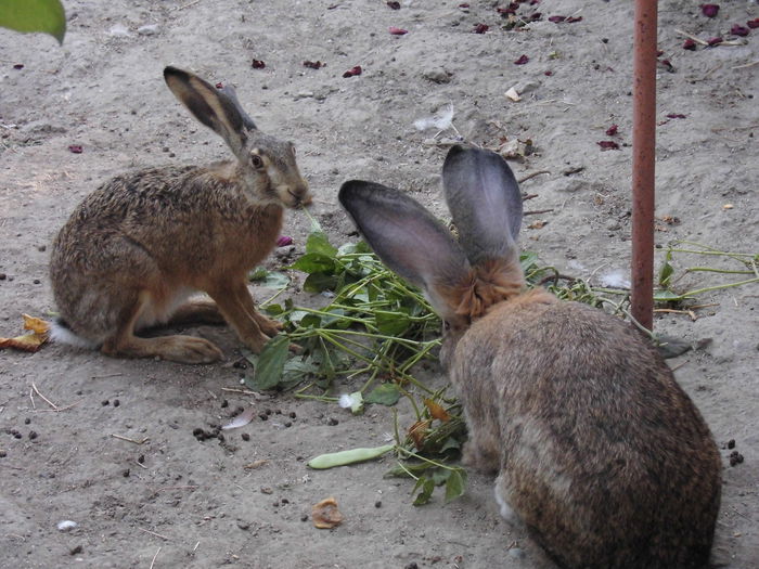 CIMG1519 - poze pentru Marius