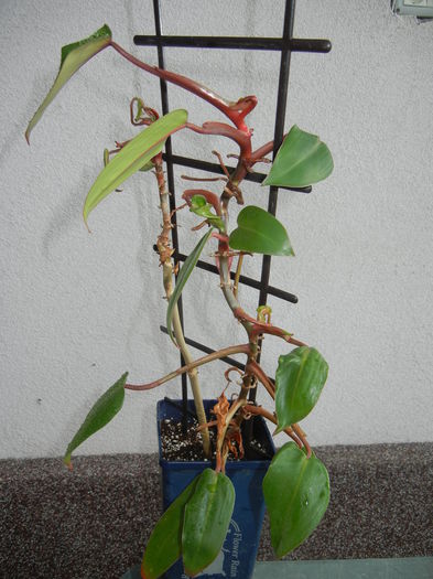 Philodendron erubescens (2014, Sep.15) - Philodendron erubescens