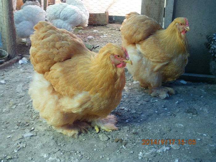 IMG_4073 - TINERET 2014   1