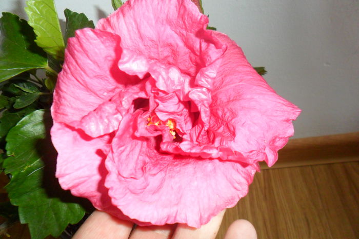 Picture 919 - hibiscusi 2014-2