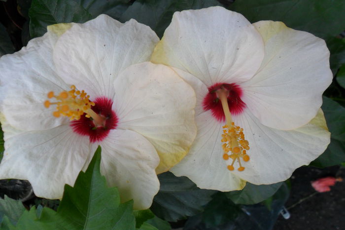 Picture 920 - hibiscusi 2014-2