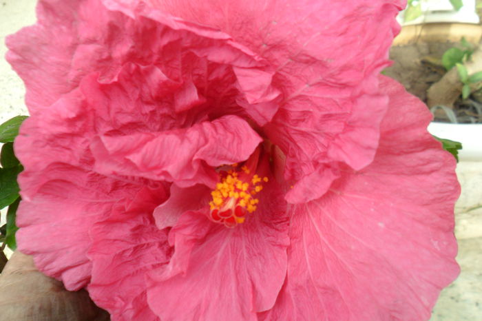 Picture 946 - hibiscusi 2014-2