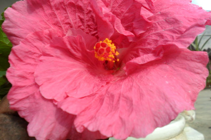 Picture 952 - hibiscusi 2014-2