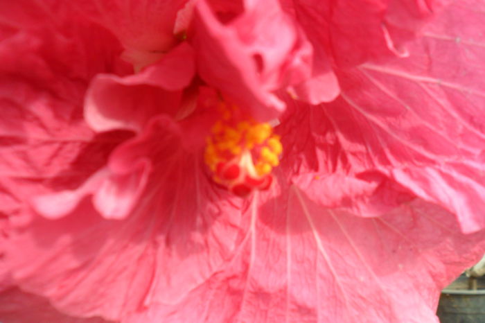 Picture 956 - hibiscusi 2014-2