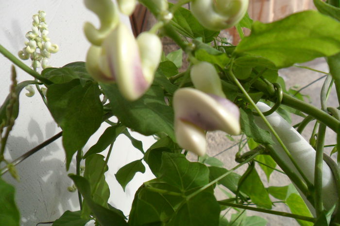 sau floarea melc - pasiflore -soiuri ----2012