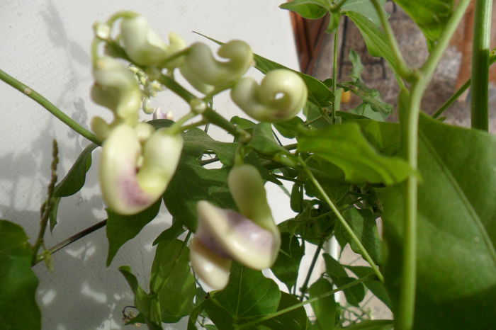 florile - pasiflore -soiuri ----2012