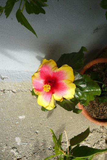 P1030346 - flori 2014