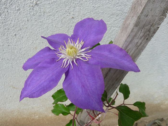 P1060333 - Clematis