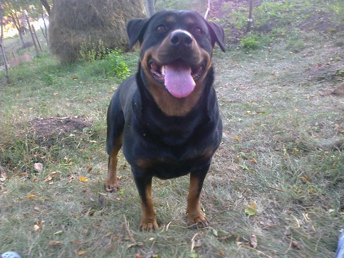 HERRA