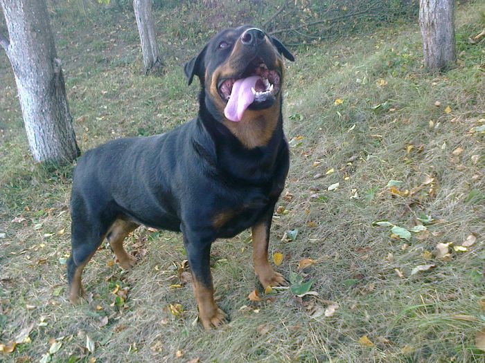 HERRA
