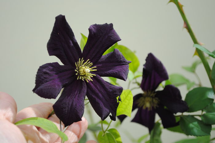 clematis Romantika - Trandafiri si clematite III