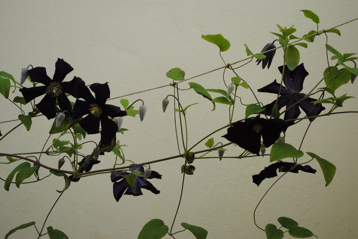 clematis Romantika