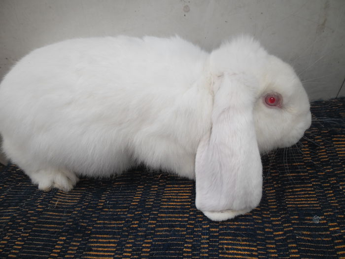 femela berbec  5,5 luni