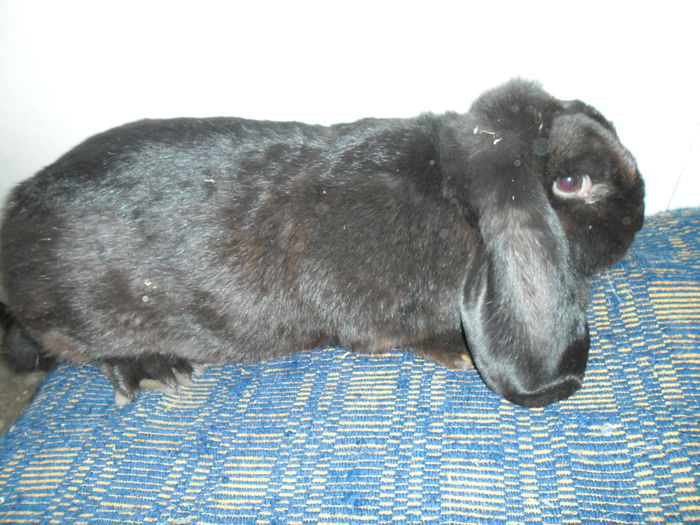 femela berbec 9  luni