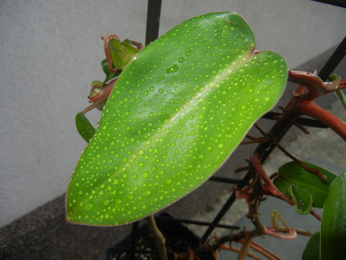 Philodendron erubescens (2014, Sep.15) - Philodendron erubescens