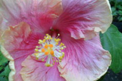 tahitian candy pink - 0000-colectia mea de hibiscusi