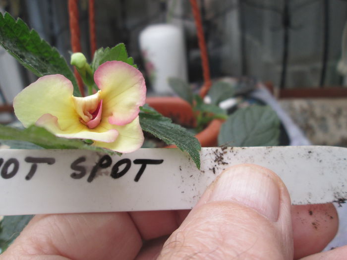 hot spot - achimenesi 2014
