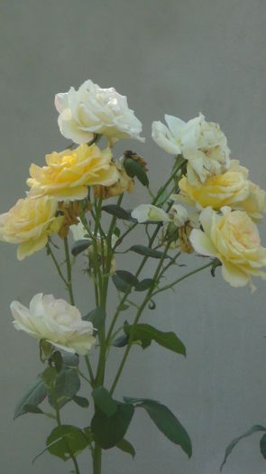 DSC04300