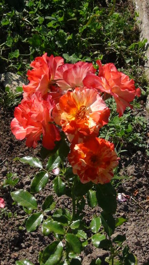 DSC04304